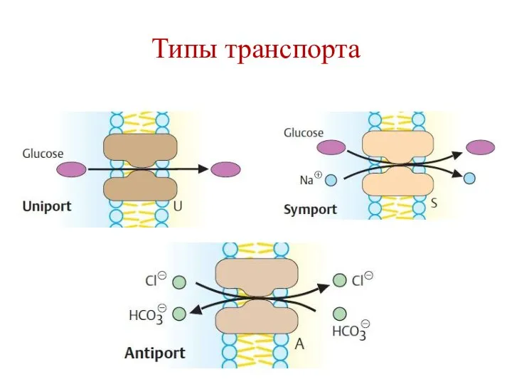 Типы транспорта