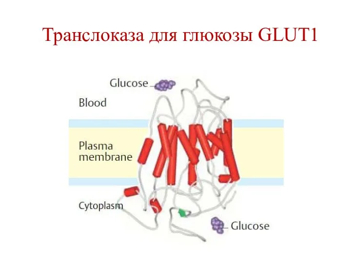 Транслоказа для глюкозы GLUT1