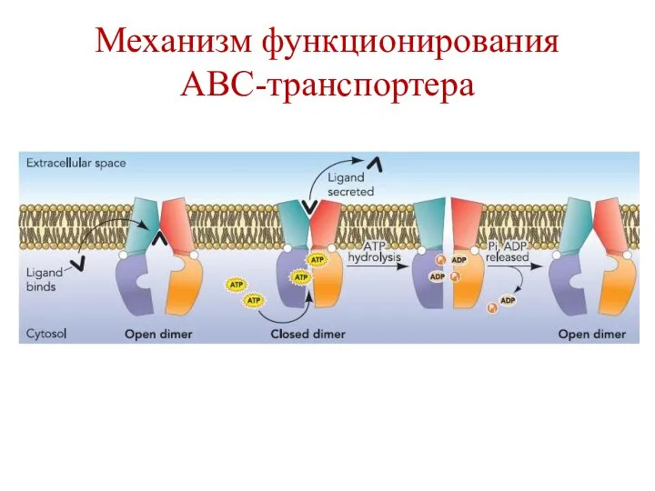 Механизм функционирования АВС-транспортера