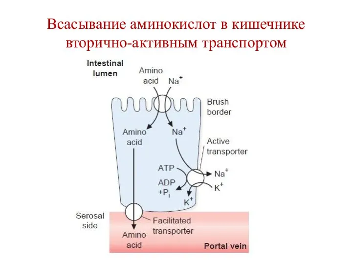 Всасывание аминокислот в кишечнике вторично-активным транспортом