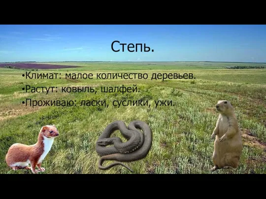 Степь. Климат: малое количество деревьев. Растут: ковыль, шалфей. Проживаю: ласки, суслики, ужи.