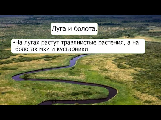 Луга и болота. На лугах растут травянистые растения, а на болотах мхи и кустарники.