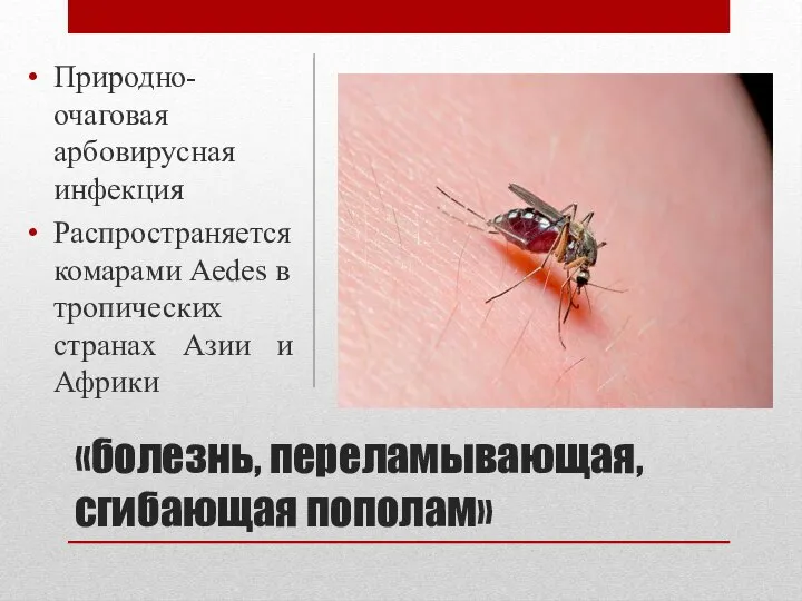 «болезнь, переламывающая, сгибающая пополам» Природно-очаговая арбовирусная инфекция Распространяется комарами Aedes в тропических странах Азии и Африки