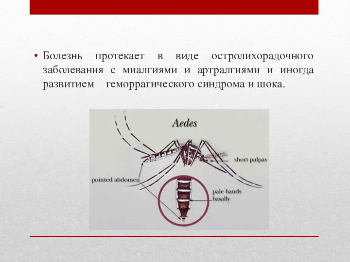 Болезнь протекает в виде остролихорадочного заболевания с миалгиями и артралгиями и