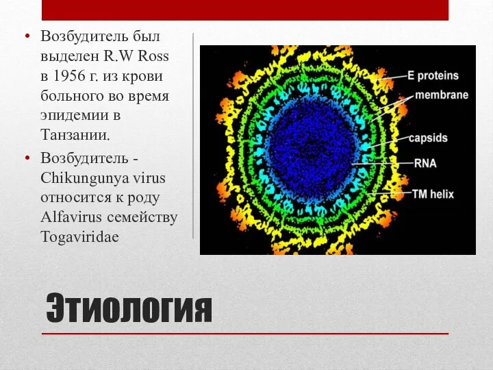 Этиология Возбудитель был выделен R.W Ross в 1956 г. из крови