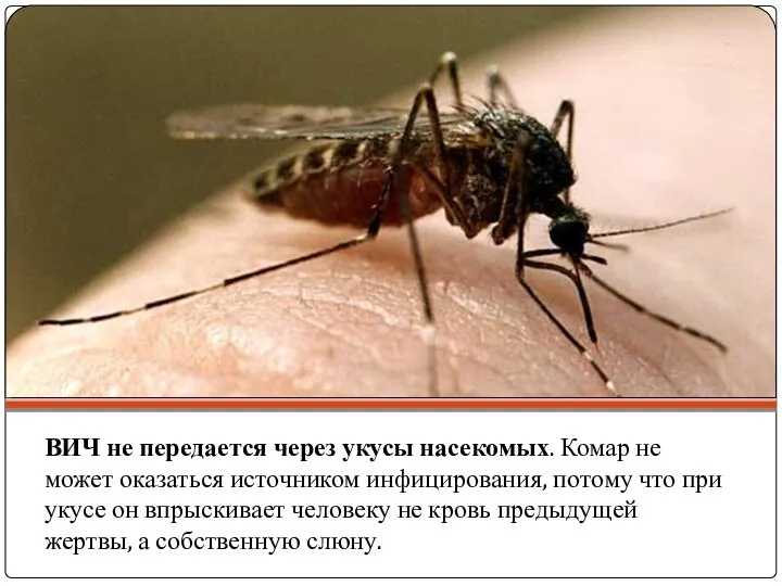 ВИЧ не передается через укусы насекомых. Комар не может оказаться источником