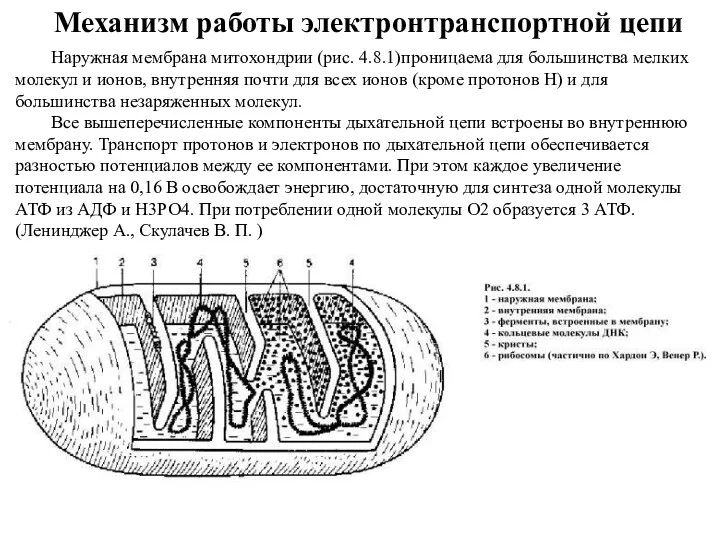 Механизм работы электронтранспортной цепи Наружная мембрана митохондрии (рис. 4.8.1)проницаема для большинства