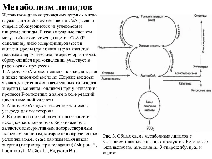 Метаболизм липидов Источником длинноцепочечных жирных кислот служат синтез de novo из