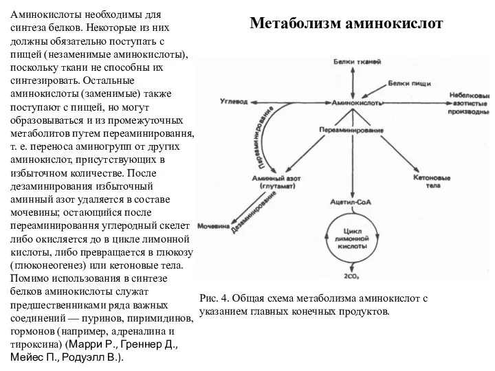 Метаболизм аминокислот Аминокислоты необходимы для синтеза белков. Некоторые из них должны