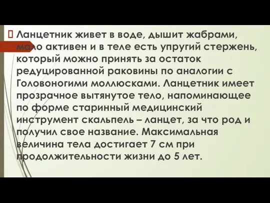 Ланцетник живет в воде, дышит жабрами, мало активен и в теле