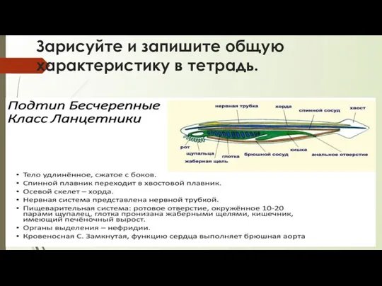 Зарисуйте и запишите общую характеристику в тетрадь.