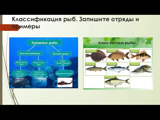 Классификация рыб. Запишите отряды и примеры