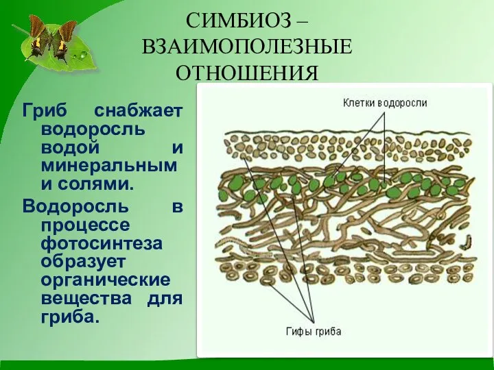 СИМБИОЗ – ВЗАИМОПОЛЕЗНЫЕ ОТНОШЕНИЯ Гриб снабжает водоросль водой и минеральными солями.