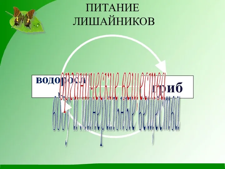 водоросль гриб воду и минеральные вещества органические вещества ПИТАНИЕ ЛИШАЙНИКОВ