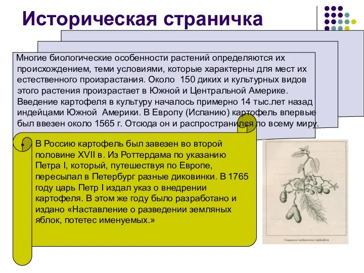 Историческая страничка Многие биологические особенности растений определяются их происхождением, теми условиями,