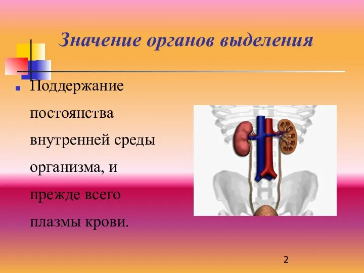 Значение органов выделения Поддержание постоянства внутренней среды организма, и прежде всего плазмы крови.