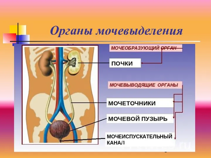 Органы мочевыделения