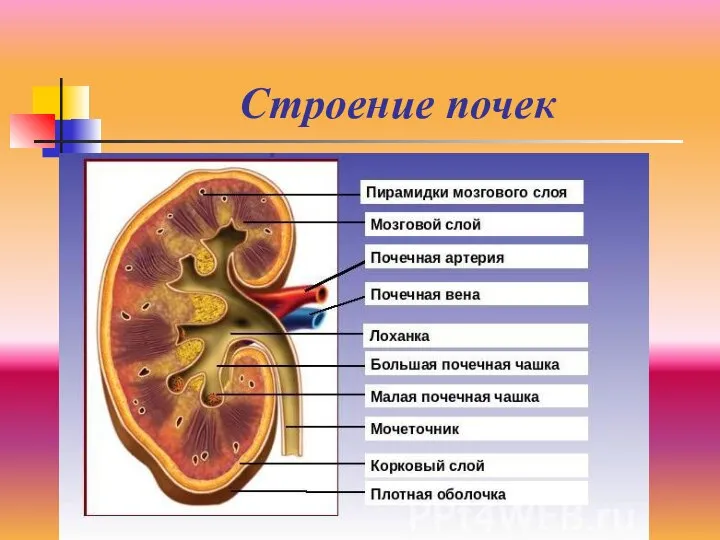 Строение почек