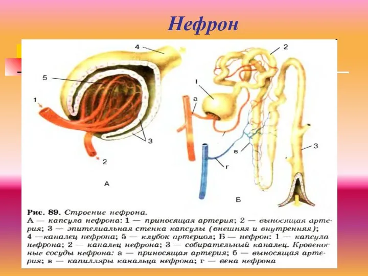 Нефрон