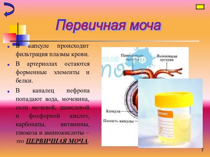 В капсуле происходит фильтрация плазмы крови. В артериолах остаются форменные элементы