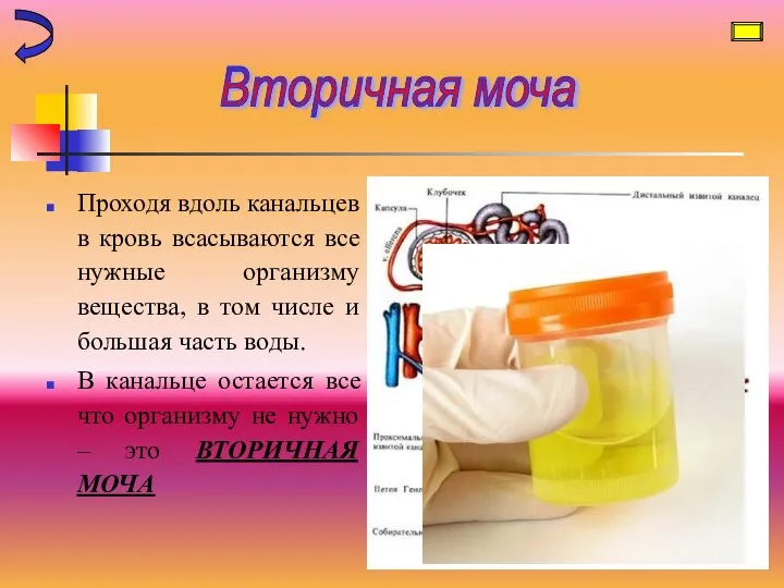 Проходя вдоль канальцев в кровь всасываются все нужные организму вещества, в