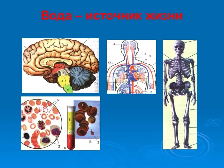 Вода – источник жизни