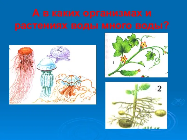 А в каких организмах и растениях воды много воды?