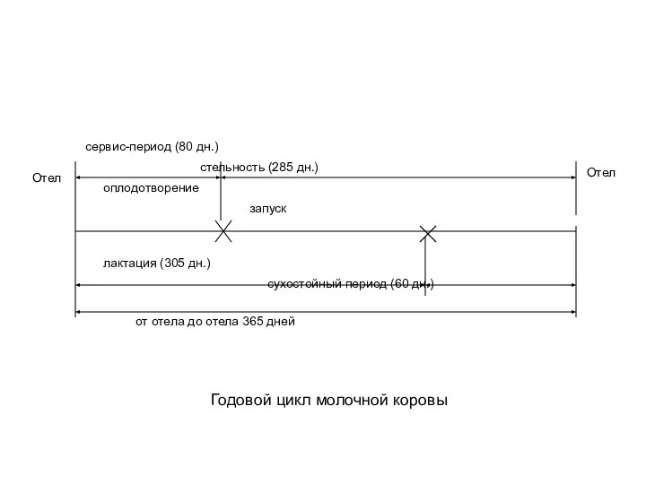 сервис-период (80 дн.) стельность (285 дн.) оплодотворение запуск лактация (305 дн.)