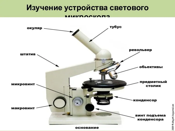 Изучение устройства светового микроскопа