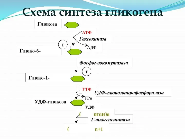 Схема синтеза гликогена