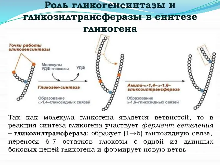 Роль гликогенсинтазы и гликозилтрансферазы в синтезе гликогена Так как молекула гликогена