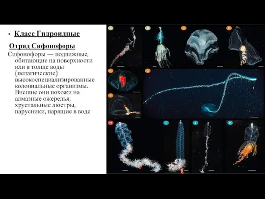 Класс Гидроидные Отряд Сифонофоры Сифонофоры — подвижные, обитающие на поверхности или