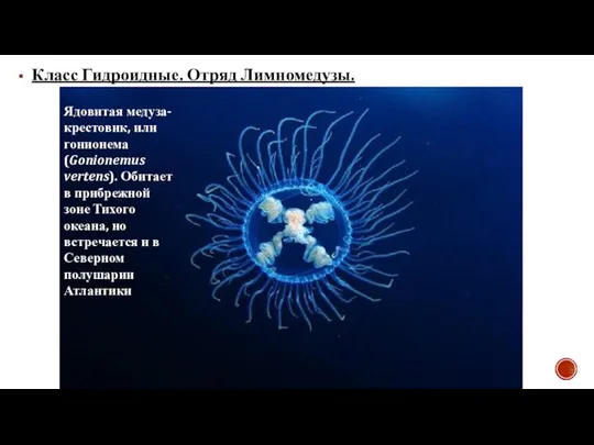 Класс Гидроидные. Отряд Лимномедузы. Ядовитая медуза-крестовик, или гонионема (Gonionemus vertens). Обитает