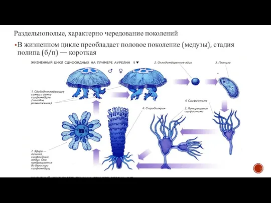 Раздельнополые, характерно чередование поколений В жизненном цикле преобладает половое поколение (медузы), стадия полипа (б/п) — короткая