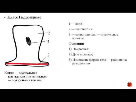 Класс Гидроидные Кожно — мускульная клетка или эпителиально — мускульная клетка