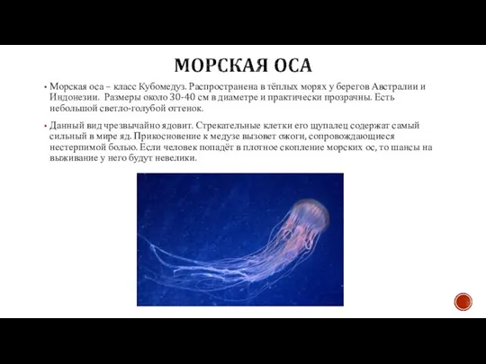 Морская оса – класс Кубомедуз. Распространена в тёплых морях у берегов