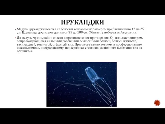 Медуза ируканджи похожа на белёсый колокольчик размером приблизительно 12 на 25