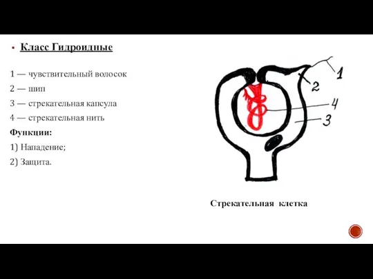 Класс Гидроидные Стрекательная клетка 1 — чувствительный волосок 2 — шип