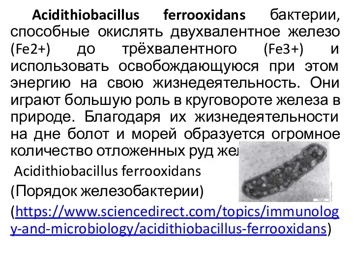 Acidithiobacillus ferrooxidans бактерии, способные окислять двухвалентное железо (Fe2+) до трёхвалентного (Fe3+)