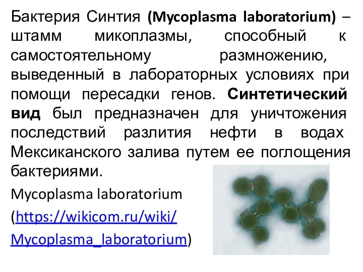 Бактерия Синтия (Mycoplasma laboratorium) – штамм микоплазмы, способный к самостоятельному размножению,