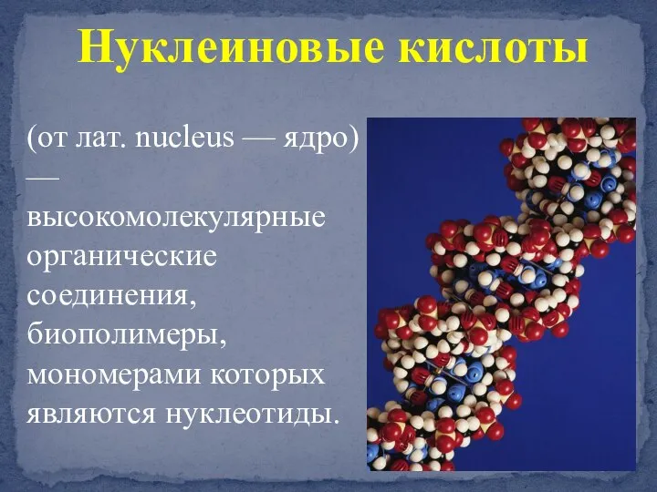 Нуклеиновые кислоты (от лат. nucleus — ядро) — высокомолекулярные органические соединения, биополимеры, мономерами которых являются нуклеотиды.
