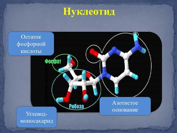 Нуклеотид Остаток фосфорной кислоты Углевод-моносахарид Азотистое основание
