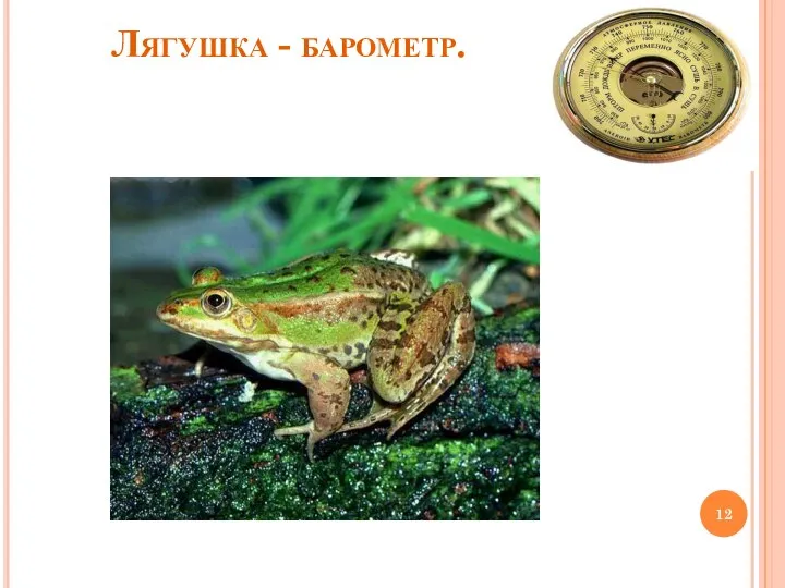 Лягушка - барометр.