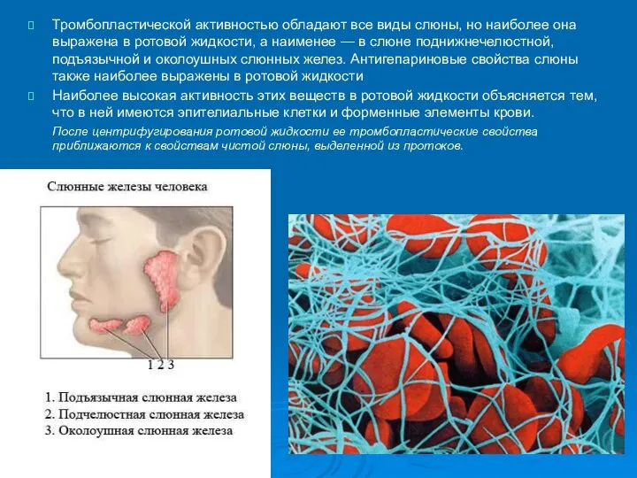 Тромбопластической активностью обладают все виды слюны, но наиболее она выражена в