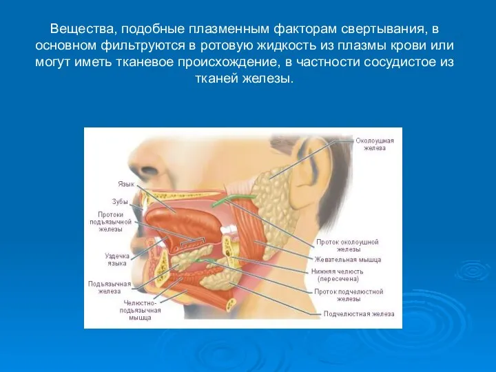 Вещества, подобные плазменным факторам свертывания, в основном фильтруются в ротовую жидкость