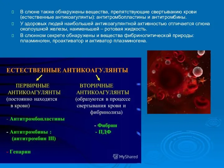 В слюне также обнаружены вещества, препятствующие свертыванию крови (естественные антикоагулянты): антитромбопластины