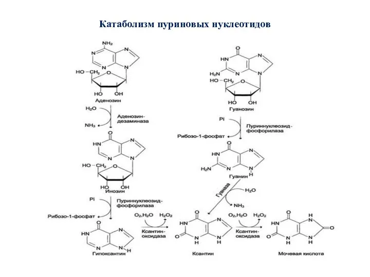 Катаболизм пуриновых нуклеотидов