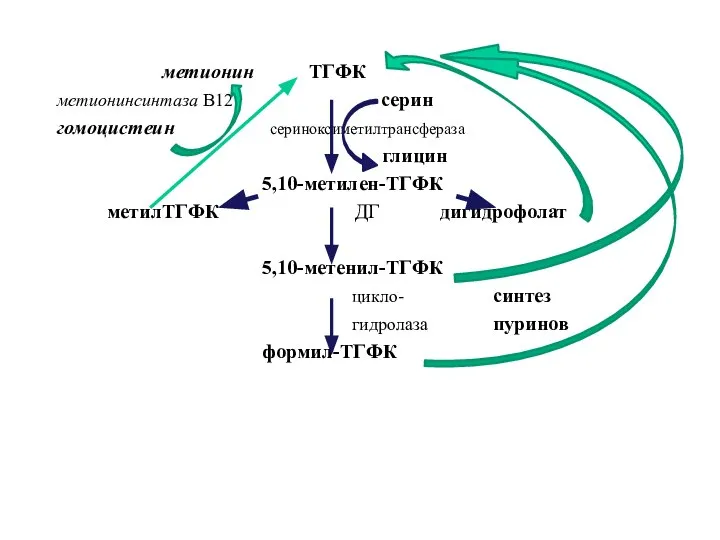 метионин ТГФК метионинсинтаза В12 серин гомоцистеин сериноксиметилтрансфераза глицин 5,10-метилен-ТГФК метилТГФК ДГ