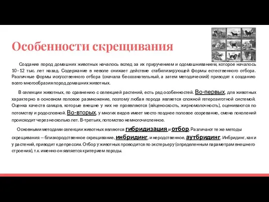 Особенности скрещивания Создание пород домашних животных началось вслед за их приручением