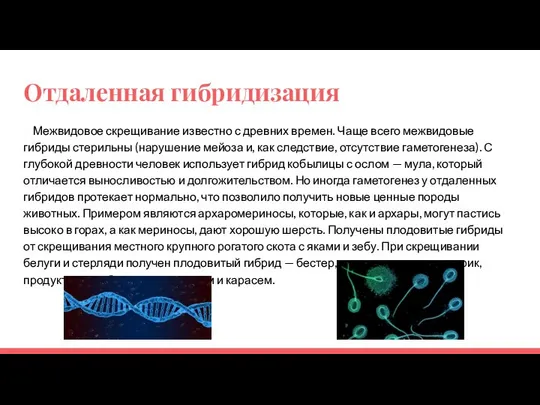 Отдаленная гибридизация Межвидовое скрещивание известно с древних времен. Чаще всего межвидовые